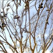 Shoes on Tree