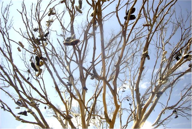 Shoes on Tree